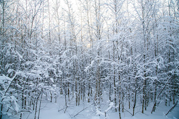 Snowy fir trees in winter forest at snowfall.