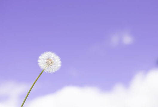 dandelion puffball in the blue sky background