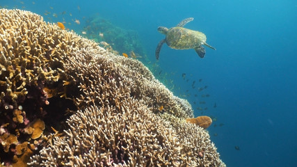Naklejka na ściany i meble Sea turtle swimming underwater over corals. Sea turtle moves its flippers in the ocean under water. Wonderful and beautiful underwater world. Diving and snorkeling in the tropical sea. Philippines.