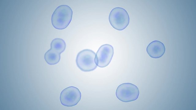 Bacteria cell division - mitosis and reproduction concept. 3D rendered animation.