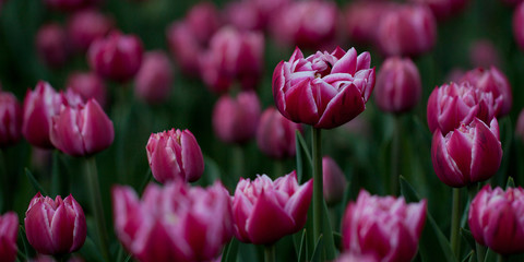 beautiful bright red with white border tulips in the spring park or in the garden