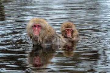 Fototapeta premium Snow monkey