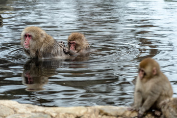 Fototapeta premium Snow monkey