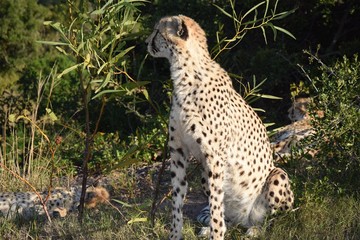 Cheetah