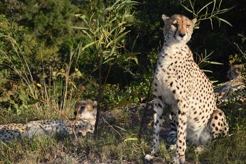 Cheetah