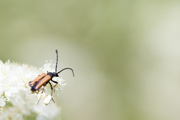 S&eacute;r&eacute;nit&eacute;