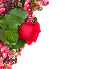 red rose and dry the petals on a white background