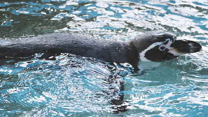Penguin swimming in the blue water color and they are enjoying and playing with liquid marine splashing and they diving in to underwater with very fast speed and then coming up to surface again.