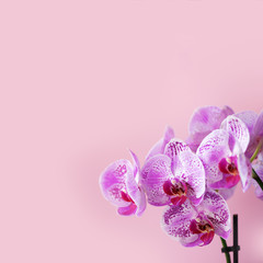Naklejka na ściany i meble Violet orchid on pink background. Banner with copy space. Spring, woman day concept. Square crop