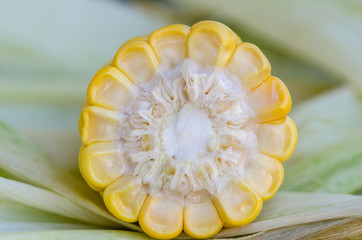 cross section of corn cob