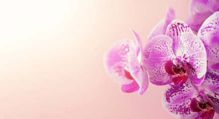Fototapeta na wymiar Violet orchid on pink background. Banner with copy space. Spring, woman day concept. Light bokeh effect