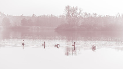 Swans, graceful birds on the water surface of the lake.
