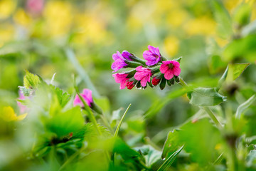 The flowers of the pulmonaria against a background of bright green leaves. First spring flowers_