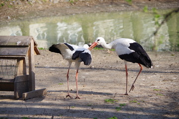 Storks in the zoo