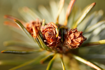pine cone on a branch