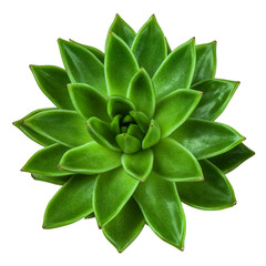 Succulent plant echeveria, top view, isolated on white background