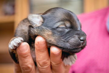 A woman holds in her hand a newborn puppy with her eyes closed _