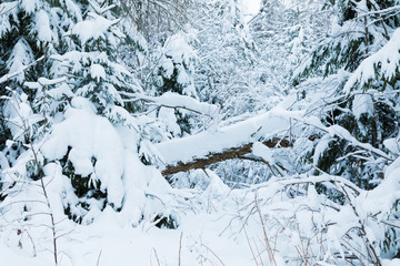 The winter forest or park with the falling tree. The beautiful white snowy fairy landscape of cold frost north nature with the firs and spruses