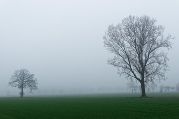 Obraz na płótnie Canvas Nebel am Niederrhein