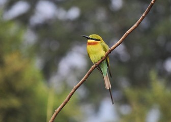 Blue Tailed Bee Eater