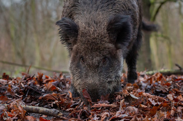 Wild Boar Forest Netherlands