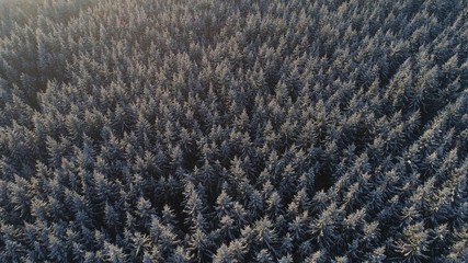 aerial view forest covered snow, frost. Frozen branches with hoarfrost in winter forest on sunny day winter landscape