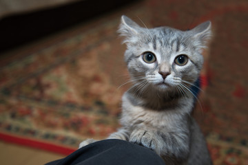 scared gray kitten