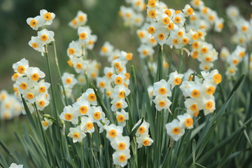 斜面に咲いたたくさんの水仙