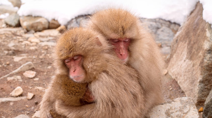 Family of snow monkeys in Jigokudani, Japan　地獄谷野猿公苑 日本猿の家族