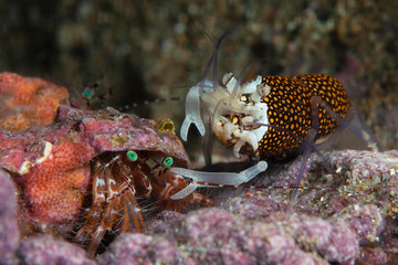 Gambero Vinaio Gnathophyllum elegans