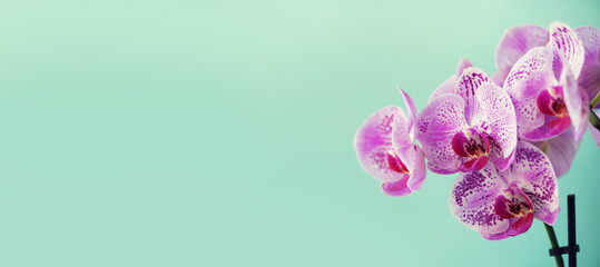 Branch of violet orchid on pastel blue background. Banner with copy space. Spring, woman day concept. © jchizhe
