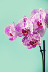 Branch of violet orchid on pastel blue background. Banner with copy space. Spring, woman day concept.