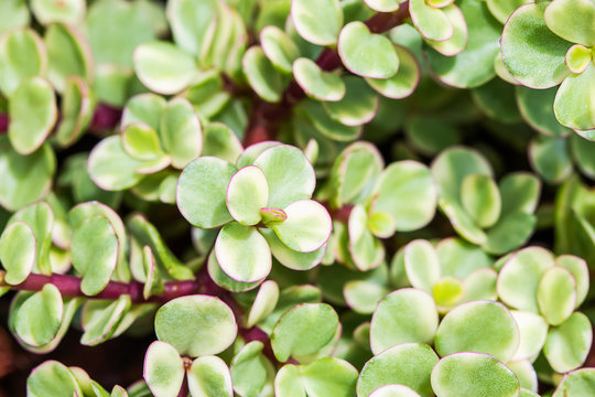 Portulacaria afra succulent plant or elephant bush.