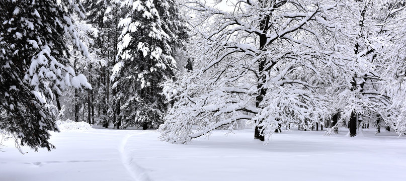 Fototapeta path in the snow in the winter forest  