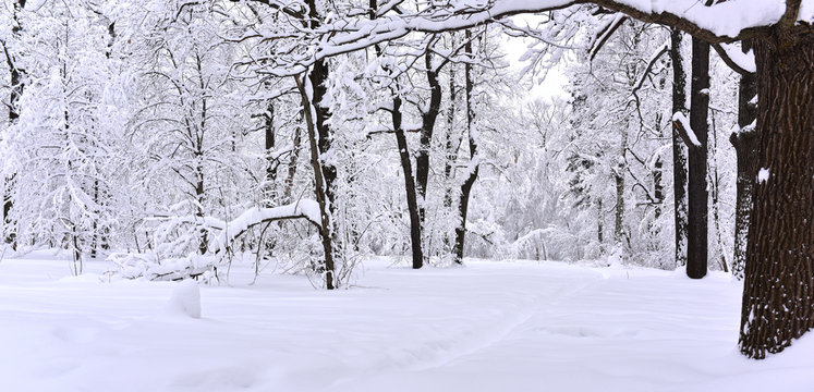 Fototapeta path in the snow in the winter forest  