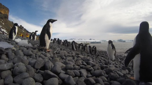 Adelie Penguins on the beach