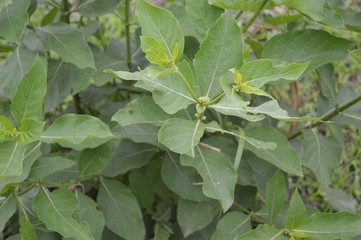 unique and beautiful form of leaf