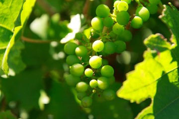 Trauben vor der Ernte