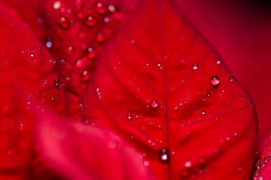 red rose with water drops