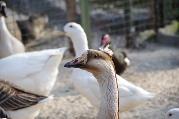  Portrait of a cute goose