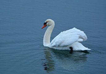 Mute Swan on water