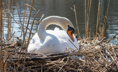 swan sitting in his nest
