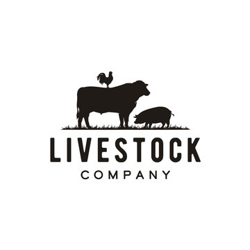 Retro Vintage Farm Cattle Angus Pig Chicken Rooster Livestock Emblem Label logo design vector	