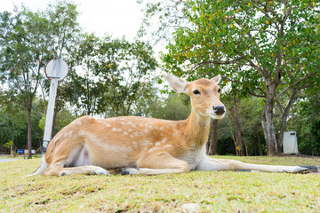 Naklejka na ściany i meble The deer is sitting in the lawn at Thailand's zoo.