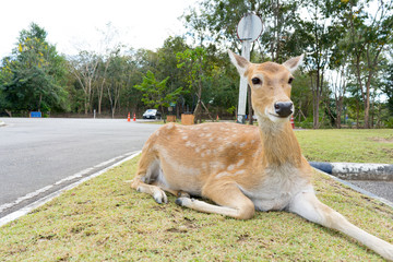 The deer is sitting in the lawn at Thailand's zoo.