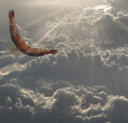 Obraz na płótnie Canvas Eagle in Flight