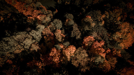 Aerial drone shoot. Autumn trees in forest in Minsk, Belarus. Yellow and green nature in the park, top view.