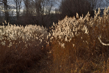 rheinuferlandschaft bei ginsheim im winter