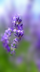 selection focus lavender in blur background , Japan