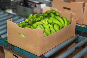 banana box full of ripe green banana in packaging chain . © herraez